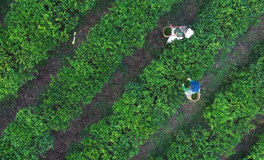 Jardín de té comienza recolección del té de primavera en Hainan