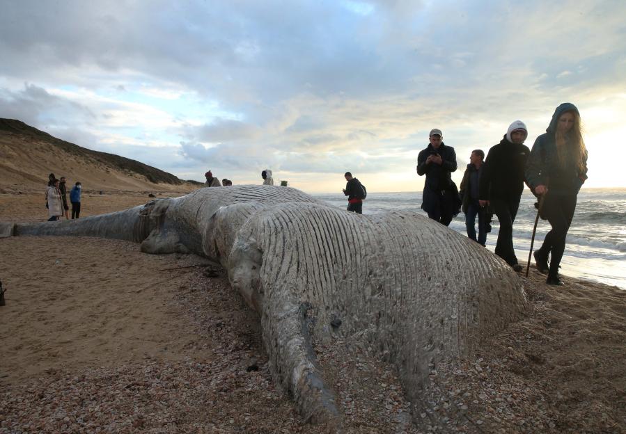 Personas se reúnen alrededor de un cadáver de ballena en el sur de Israel