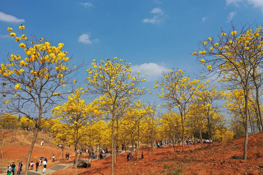 Turistas observan flores de tabebuia chrysantha en Nanning