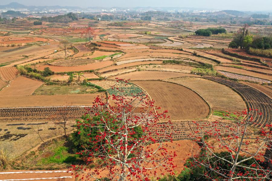 Nanning: Vista aérea de los campos en el municipio de Pumiao