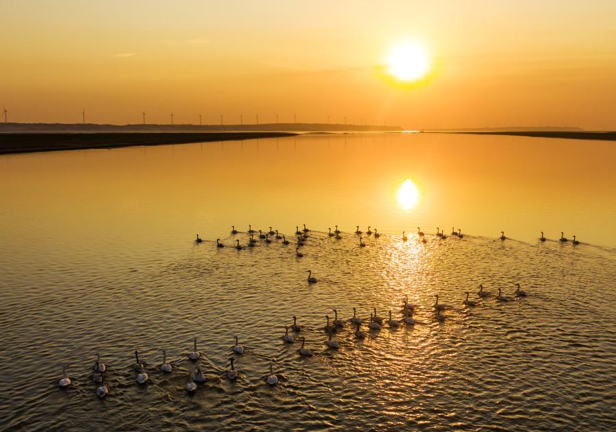 Cisnes nadan en área acuática de Duchang del lago Poyang