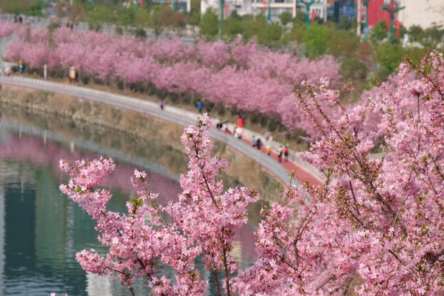 Guizhou: Personas disfrutan del paisaje de flores de cerezo en Qiandongnan