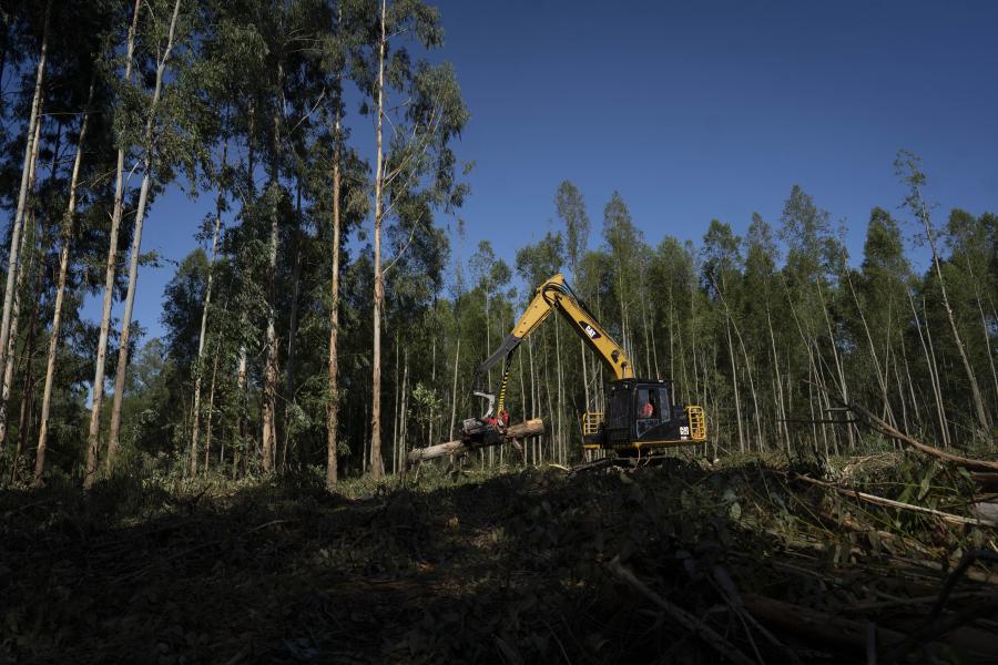 ESPECIAL: Reducción arancelaria de China beneficia producción forestal argentina