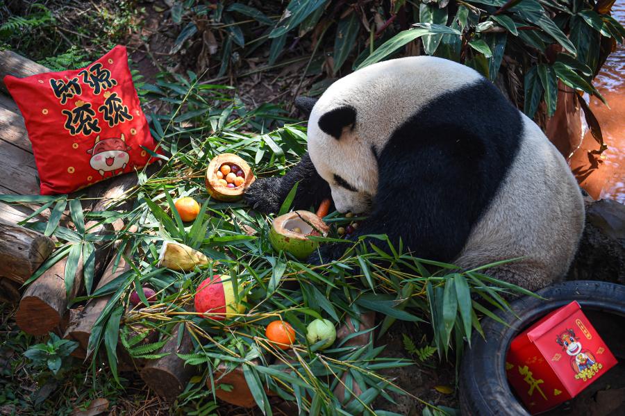 Hainan: Panda gigante Shunshun disfruta de comida con forma de tangyuan