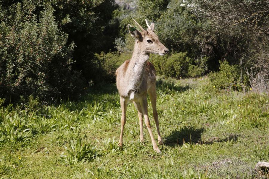 Gamo persa liberado en naturaleza por Zoológico Bíblico de Jerusalén
