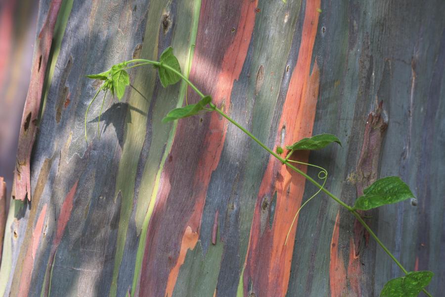 Árbol de chicle de Mindanao con rayas de colores en su tronco y ramas en Singapur