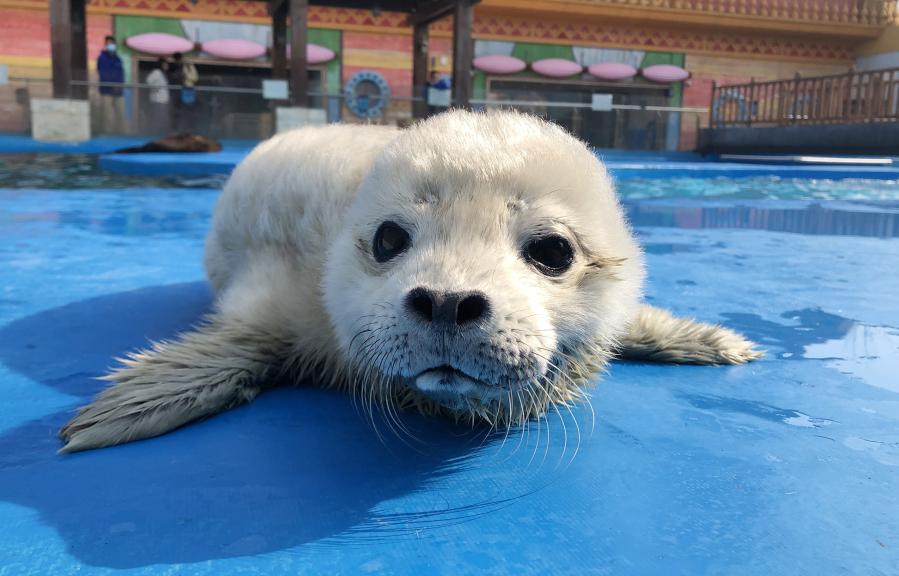 Cachorro de foca recién nacido en Parque Oceánico de Haichang en Shanghai