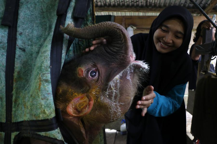 Elefante de Sumatra de un mes de edad rescatada en Aceh, Indonesia