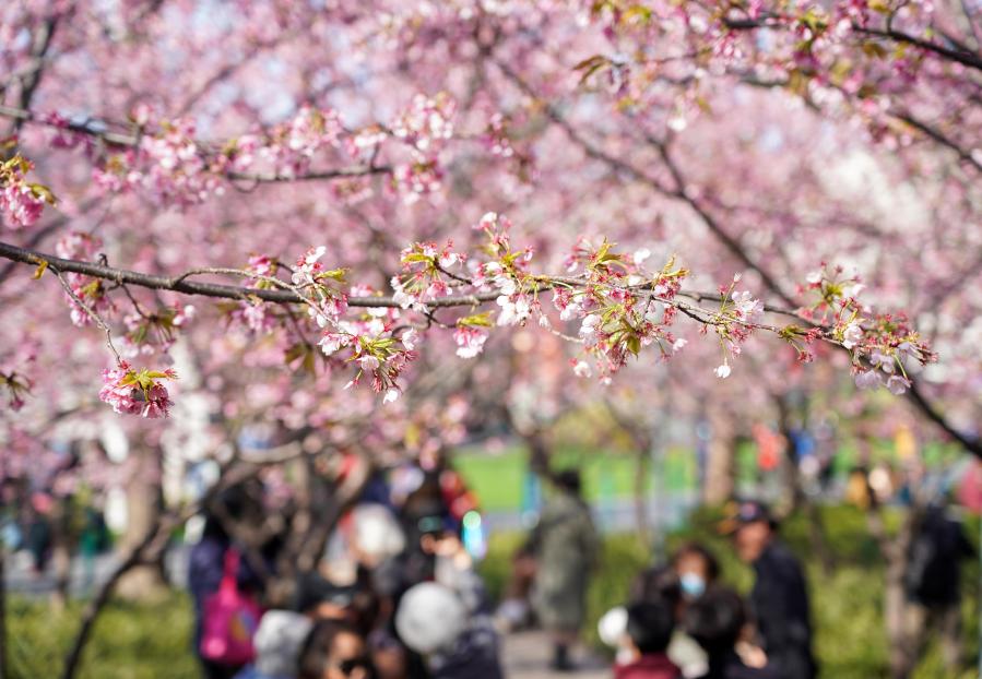 Personas observan flores de cerezo en plena floración en Shanghai