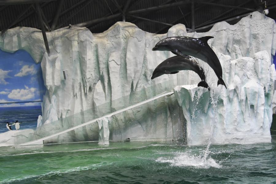 Delfines en parque acuático Harbin Polarland