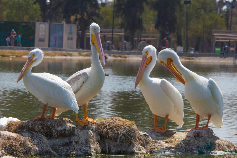 Pelicanos en lago del Bosque de San Juan de Aragón en México