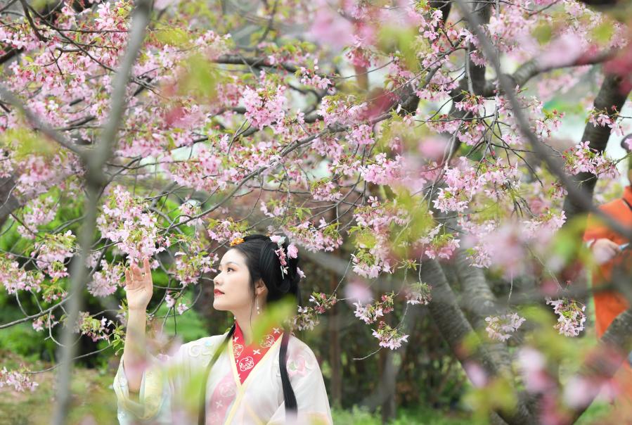 Festival de flores de cerezo en Wuhan