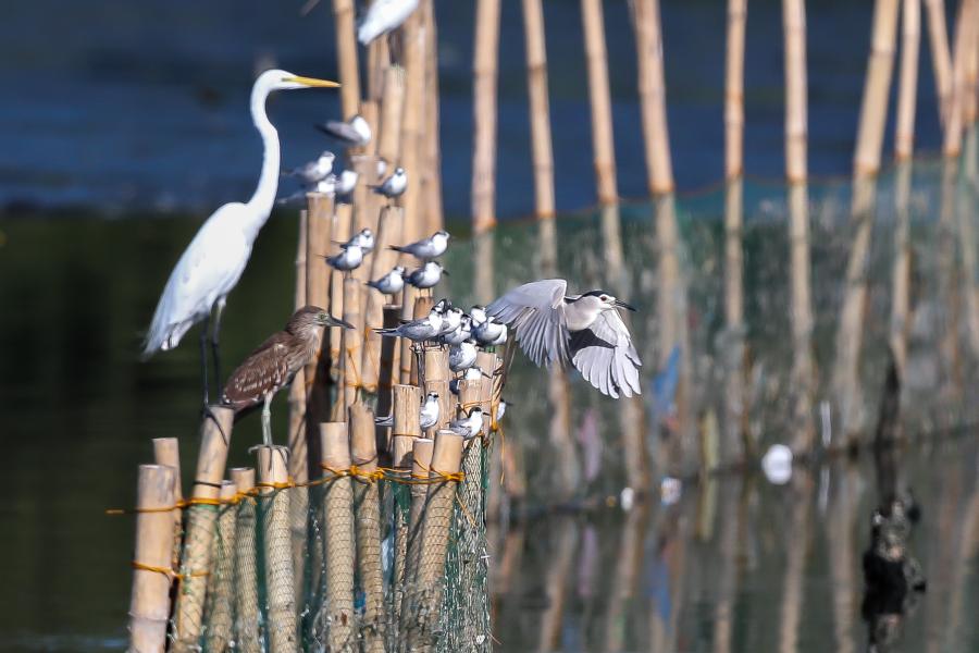 Aves migratorias en la ciudad de Las Piñas, Filipinas