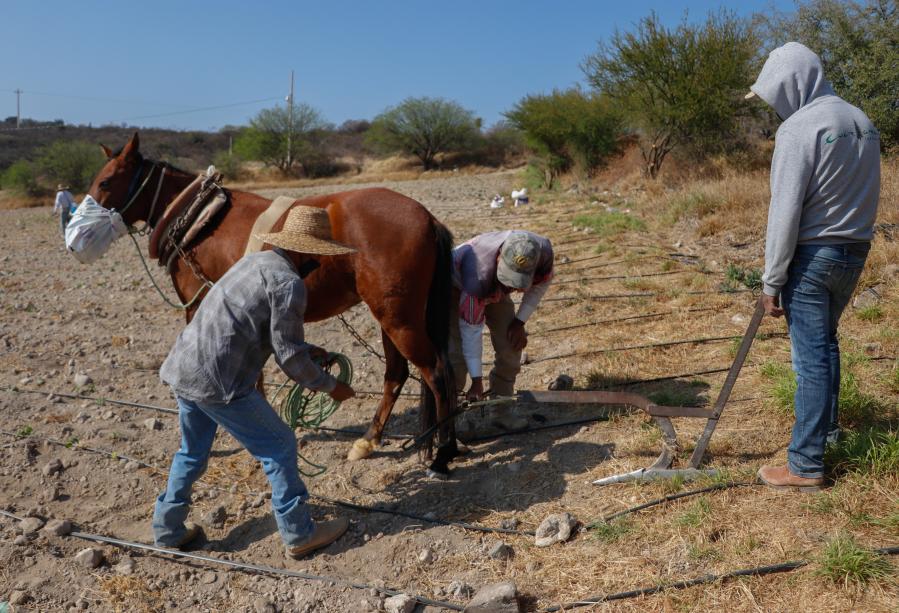 Agricultores trabajan en un campo de Hidalgo, México