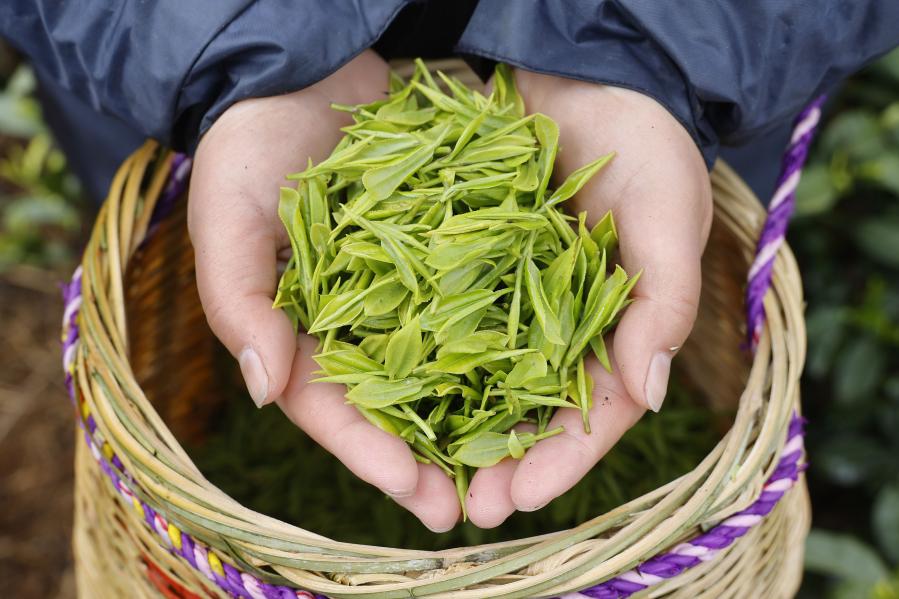 Jardín de té en Lishui, Zhejiang