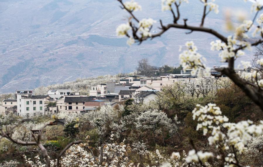 Flores de pera florecen en aldea de Datian en Sichuan