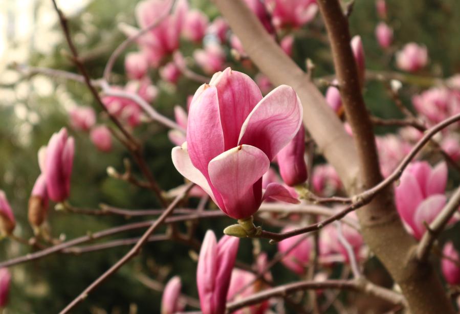 Flores de magnolia florecientes en una calle de Turquía