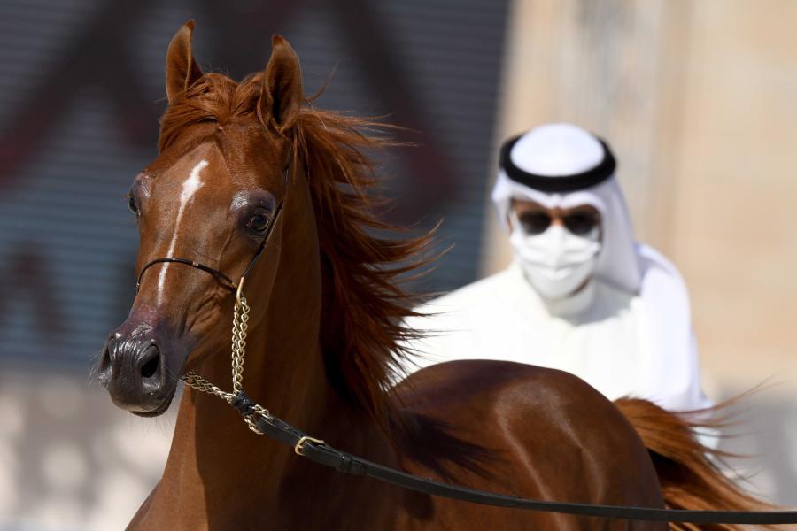 Concurso de belleza de caballos árabes en Kuwait