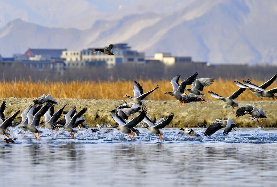 Aves en humedal Lhalu en Lhasa