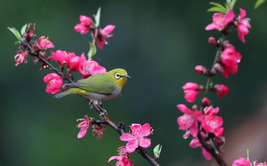 Aves en la primavera