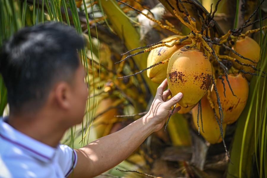Cocos enanos cultivados por Instituto de Investigación del Coco de la Academia de Ciencias Agrícolas Tropicales de China