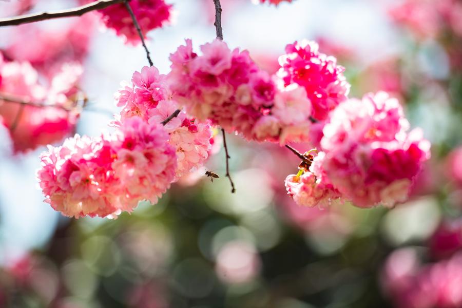 Flores de cerezo en Kunming, Yunnan
