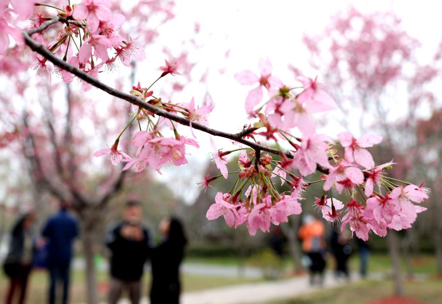 Turistas observan flores de cerezo en Parque Gucun en Shanghai