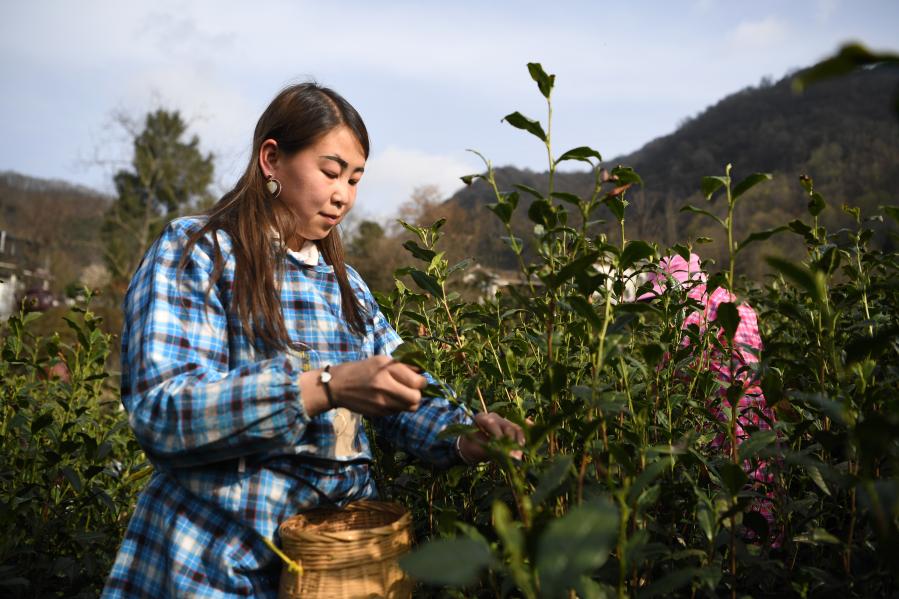 Agricultores recolectan hojas de té en Longnan, Gansu