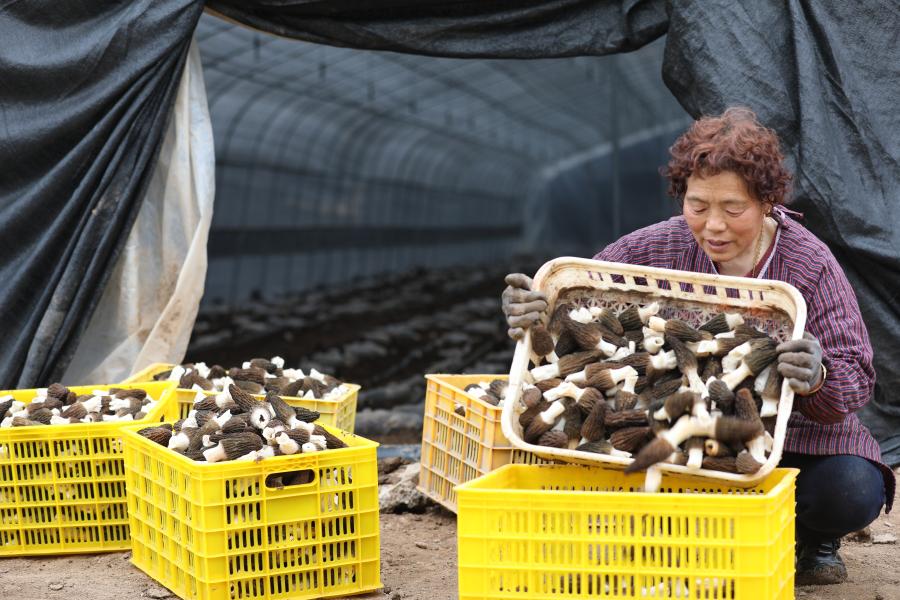 Shaanxi: Cultivo de hongos comestibles en municipio de Guowang de distrito de Fengxiang