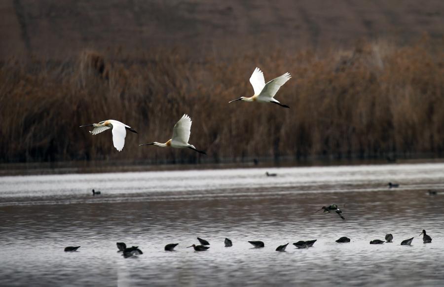 Aves migratorias en Ankara, Turquía