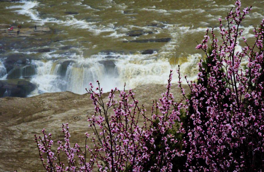 Shanxi: Flores de durazno a lo largo de cascada Hukou del río Amarillo