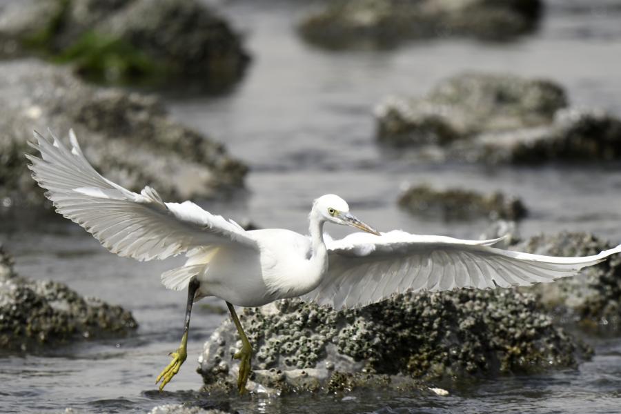Kuwait: Aves buscan alimento en playa