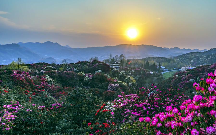 Flores de azalea en Bijie, Guizhou