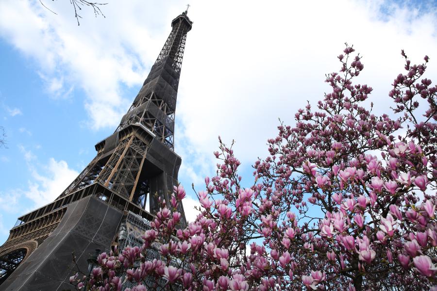 Árbol de magnolia en flor en París, Francia