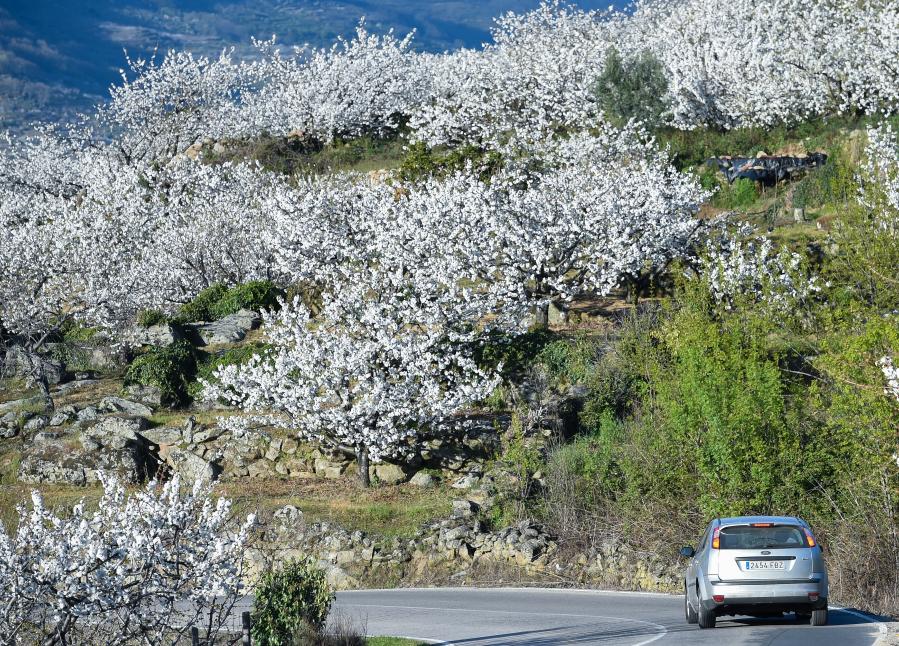 Flores de cerezo en Valle del Jerte, España
