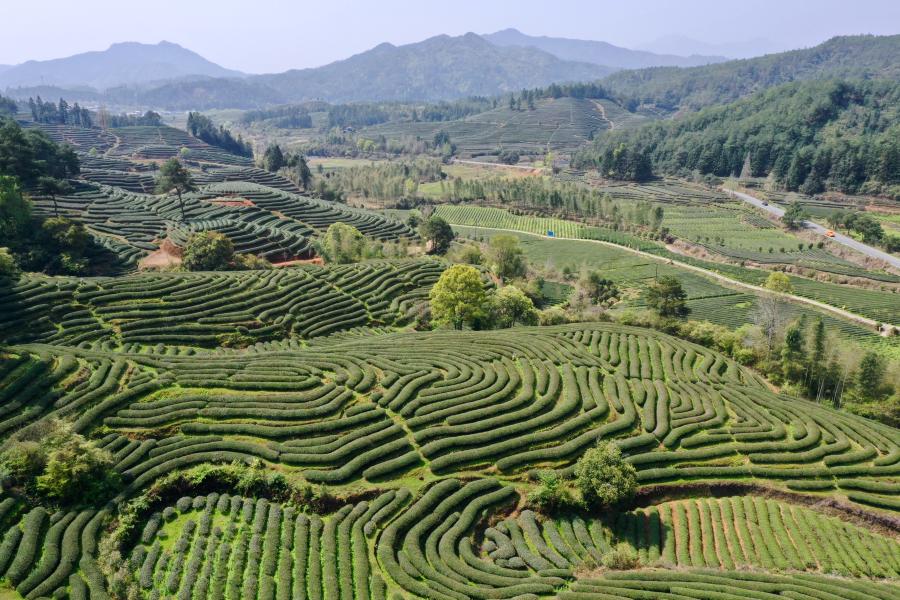 Granja de té en ciudad de Wuyishan, Fujian