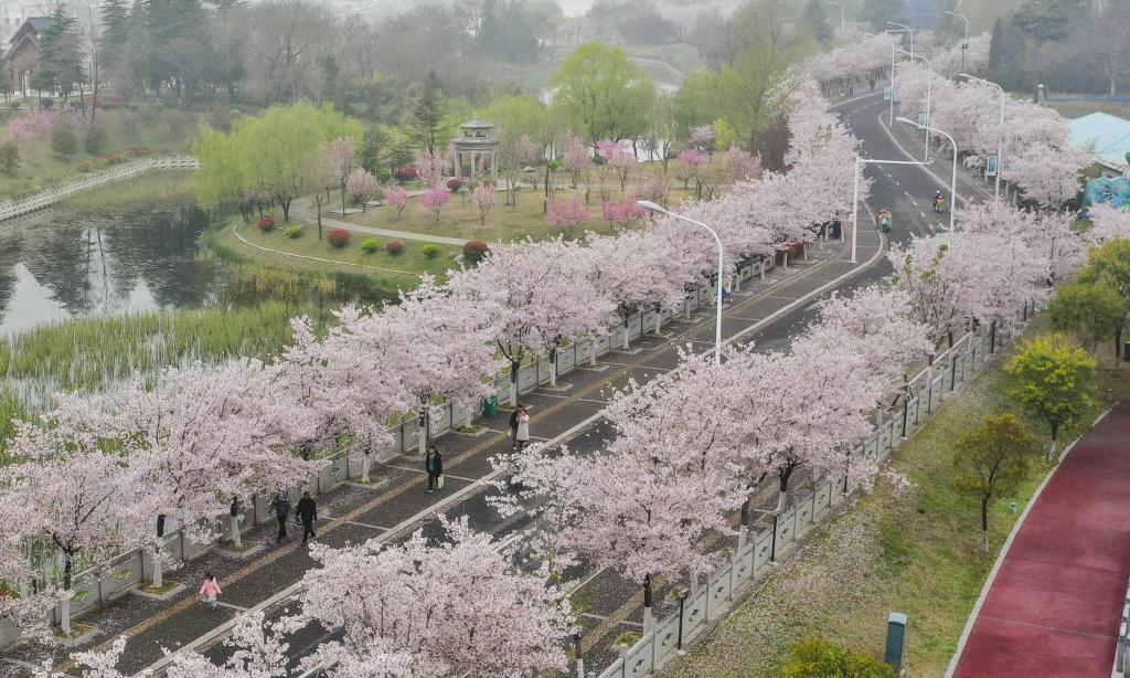 Flores de cerezo en la ciudad de Huai'an en Jiangsu