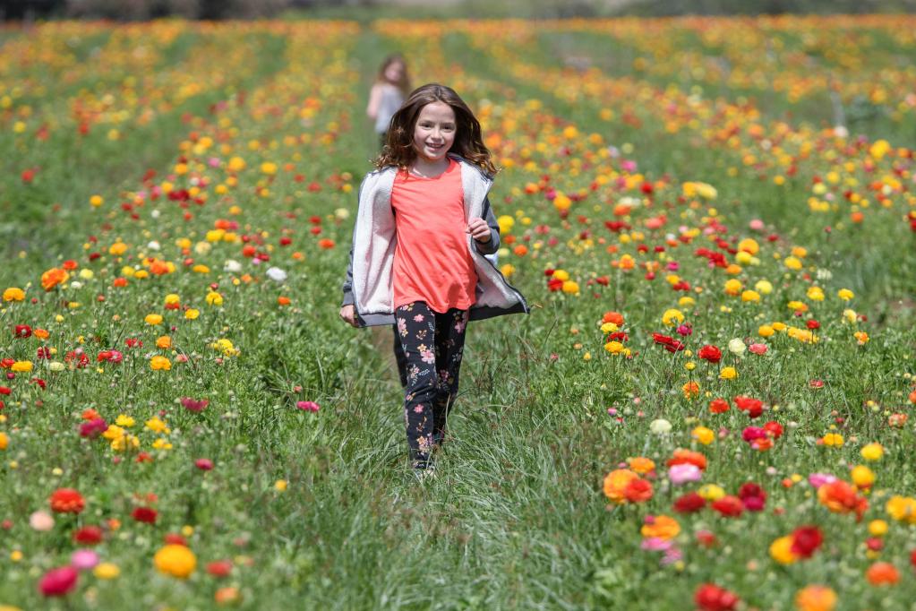 Niñas se divierten en campo de flores de ranúnculo en Israel