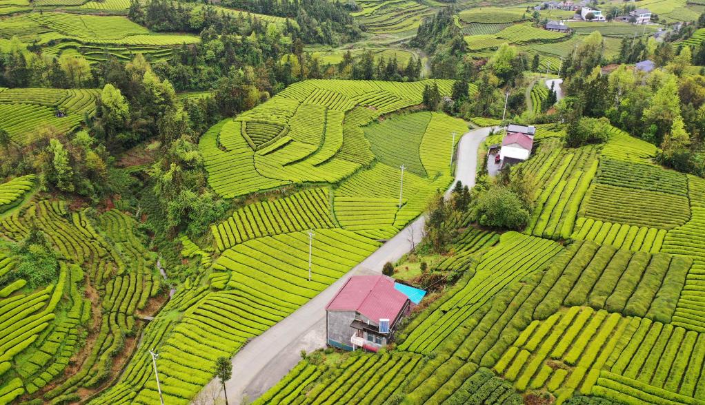 Jardines de té en Enshi, Hubei