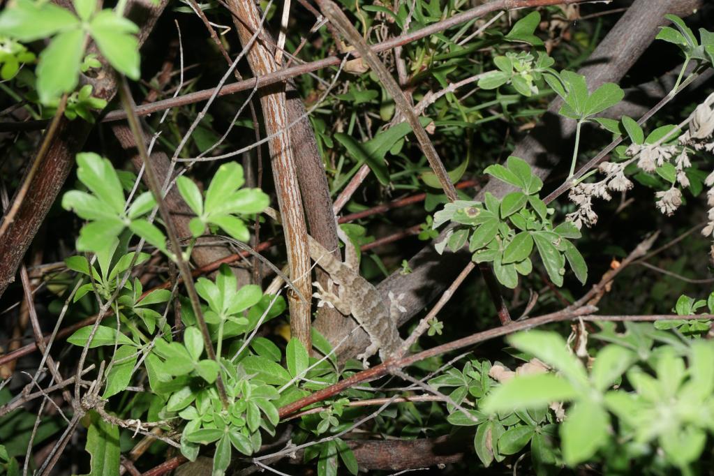 Investigadores chinos descubren nueva especie de gecko que vive a gran altura en suroeste de China