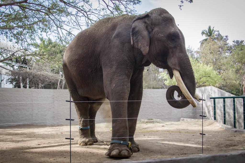 Elefante "Big Boy" en el Zoológico de Culiacán en México
