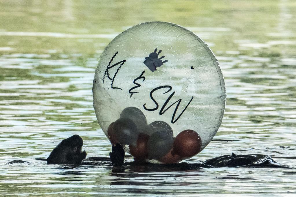 Singapur: Nutrias de pelaje liso juegan con globos en río Kallang