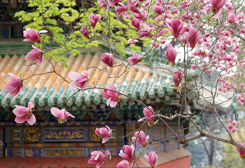 Flores de magnolia en Templo Tanzhe en Beijing