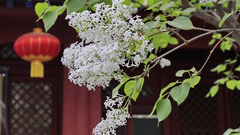 Lilas florecientes en Templo Fayuan en Beijing