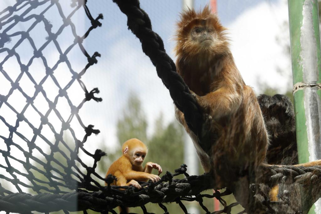 Langur de Java recién nacido en Zoológico Bíblico de Jerusalén
