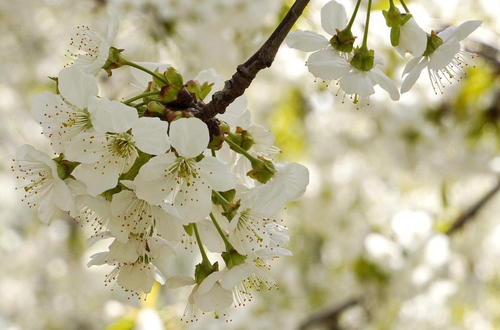 Uzbekistán: Flores de cerezo en la cuenca de Ferganá