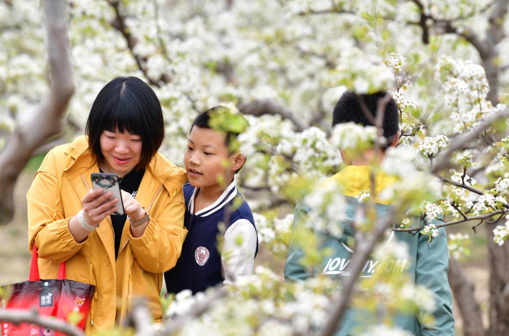 Hebei: Festival de flores de pera en Qian'an