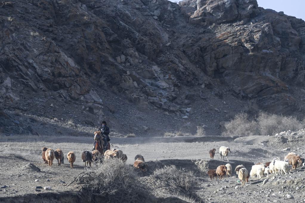 Xinjiang: Pastores trasladan ganado a pastos de primavera
