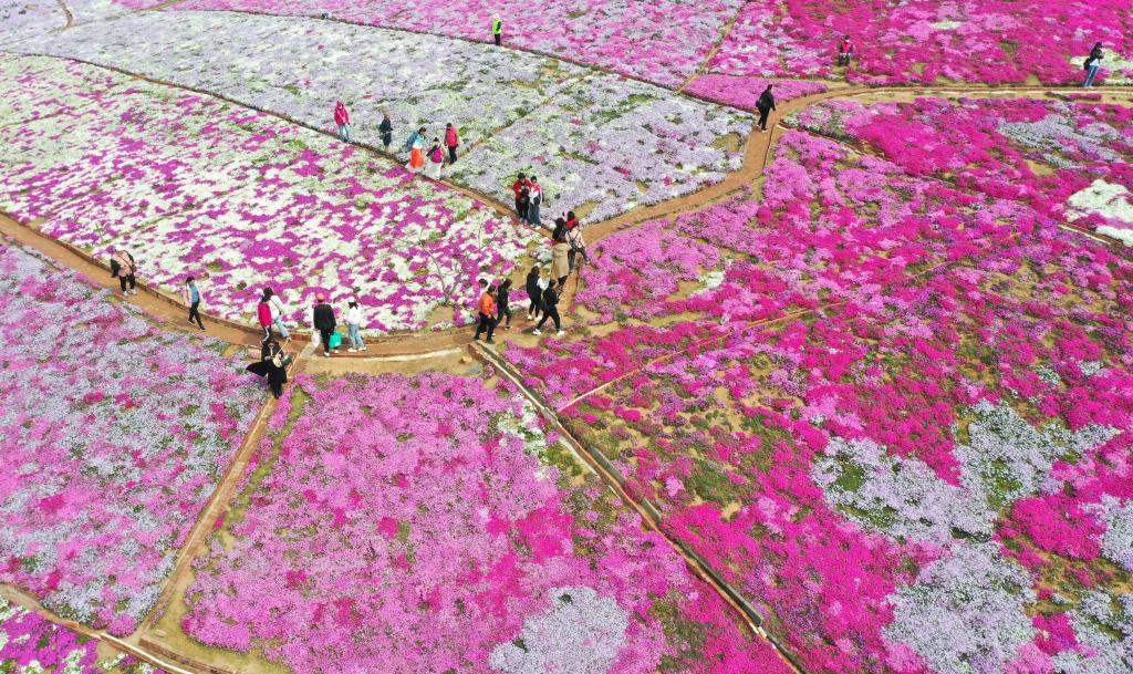 Flores de musgo rosa en la orilla de la reserva de Daheiting en Hebei