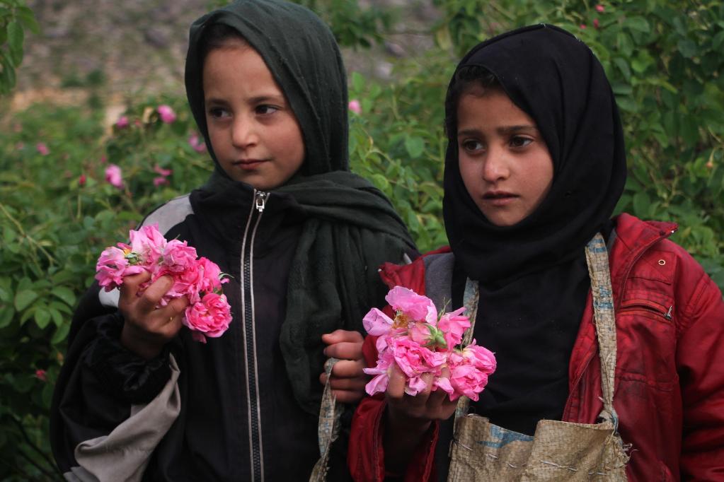 Cosechan pétalos de rosa en jardín de rosas en Afganistán